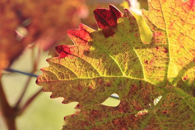 Close-up of maple leaves during autumn