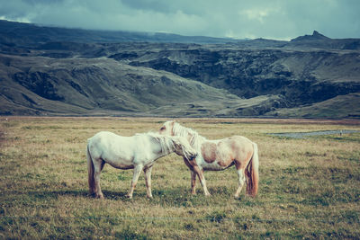 Horse grazing on field against sky