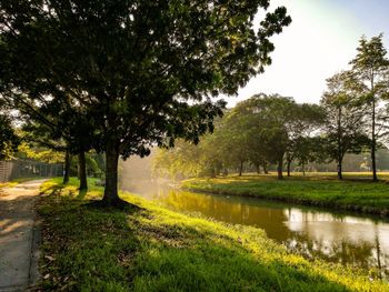 Trees by lake against sky