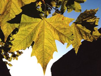 Close-up of autumn leaves