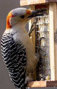 Close-up of bird perching on feeder