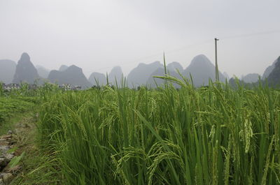 Crops growing on field against sky