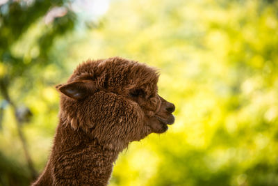 Close-up of an animal