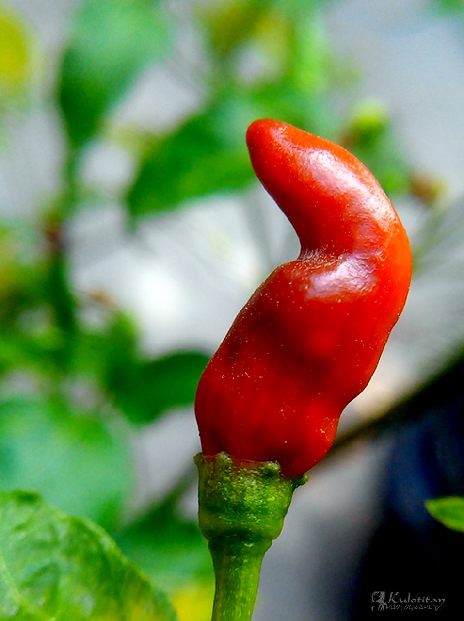 CLOSE-UP OF RED FRUITS