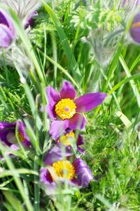 Close-up of purple crocus flowers