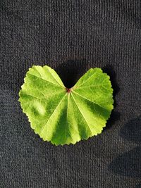 Full frame shot of leaf over black background