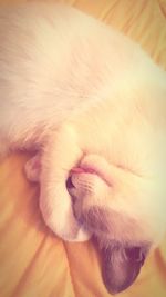 Close-up of cat sleeping