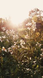 Flowers growing on tree against sky