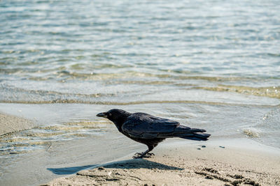 Bird perching on a beach