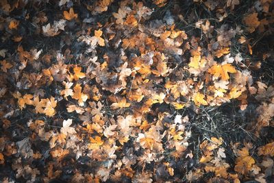 Full frame shot of autumn leaves on field