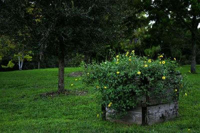 Plants growing on a tree