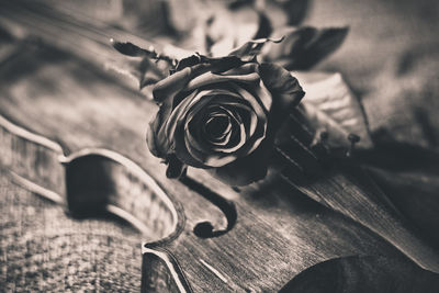 Close-up of rose on a violin