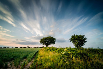 Scenic view of agricultural field against sky