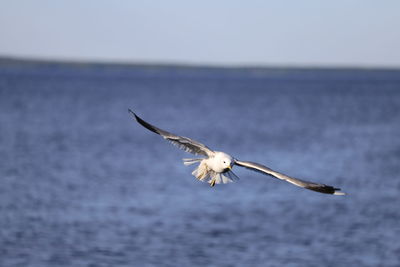 Seagull flying over sea against sky