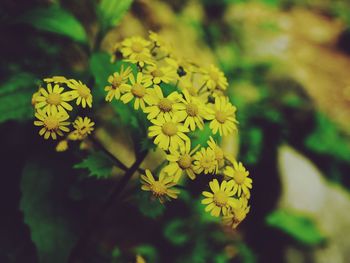 Close-up of yellow flower