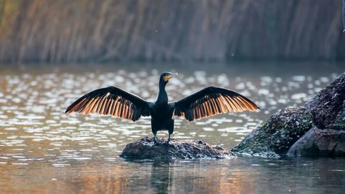 A cormorant spreading its wings widely and the feathers of the wings are illuminated by the sun.