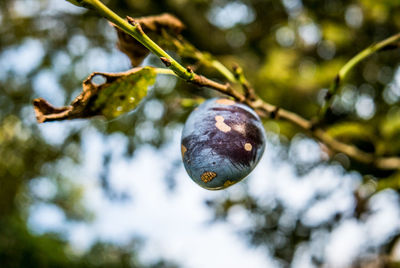 Close-up of fruit growing on tree