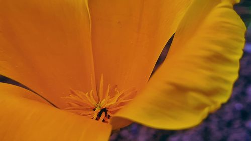 Close-up of yellow flowering plant