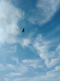 Low angle view of bird flying in sky