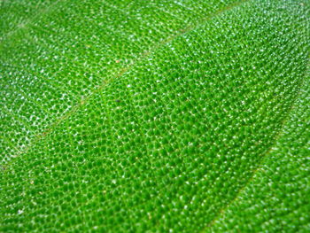 Full frame shot of fresh green leaf