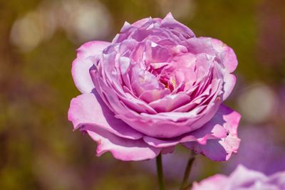 Close-up of pink rose