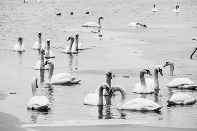 Swans and ducks swimming in lake