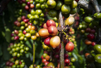 Close-up of berries growing on plant