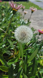 Close-up of white flower blooming outdoors