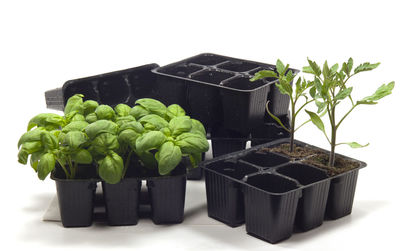 Close-up of potted plant against white background