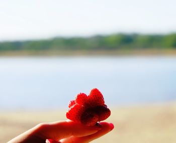 Close-up of hand holding red berries