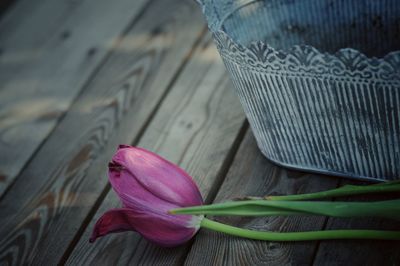 Close-up of pink crocus