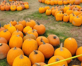Pingles farm pumpkin patch in the fall
