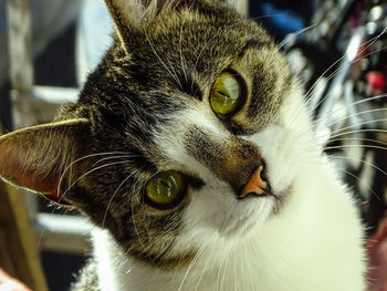 Close-up portrait of cat