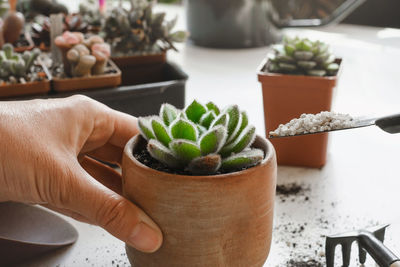 Close-up of hand holding potted plant on table