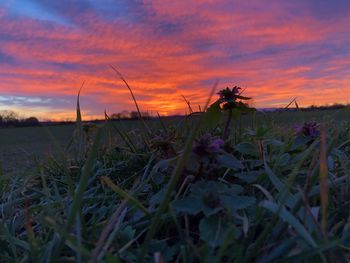 Close-up of flowers growing in field against sunset sky