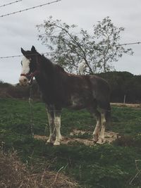 Horse standing in field