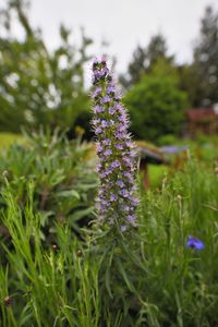 Close-up of lavender flowers on field