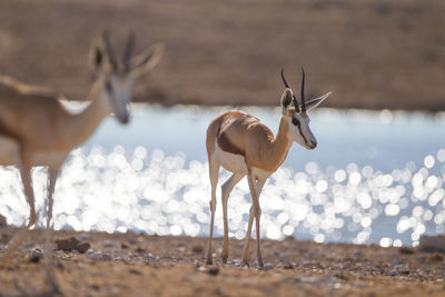 View of giraffe on land