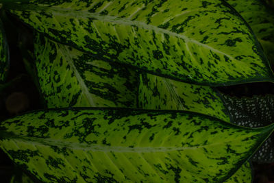 Full frame shot of fresh green leaves