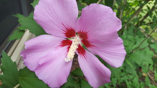 Close-up of pink hibiscus blooming outdoors