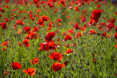 Close-up of red poppy flowers in field