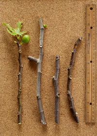 Close-up of dried sticks on table