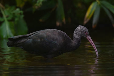 Close-up of duck in lake