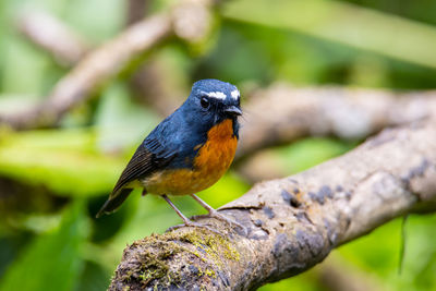 Close-up of bird perching on branch