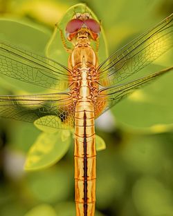 Golden colour dragon fly sitting on a tree leaf and ready fly at a garden sone where in kolkata 