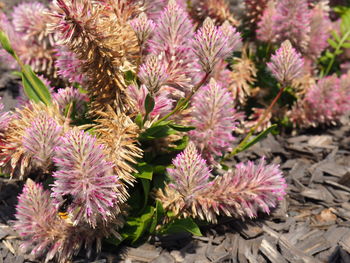 High angle view of purple flowering plants on field