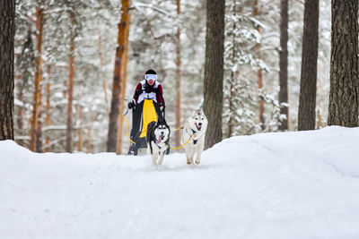 View of a horse on snow covered land