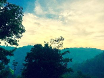 Low angle view of silhouette tree against sky