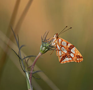 Close-up of butterfly on plant