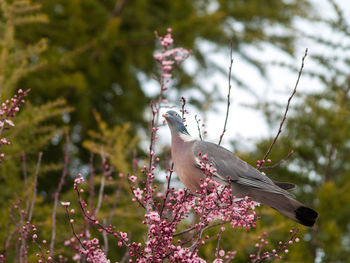 Bird perching on branch of flower